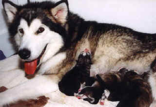 Happy Mom Star with her nursing puppies